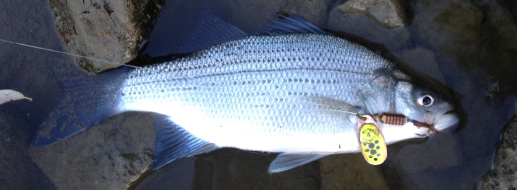 The Mepps Comet in the side of this white bass's mouth suggests a reaction strike.
