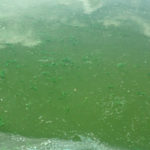 algae and green water