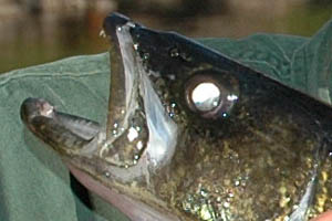 Eye shine - walleye fish sight