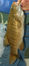 Smallmouth Bass